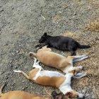 La muerte de los animales fue calificada como una “crueldad”.