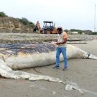 La ballena se varó en las costas ecuatorianas.