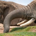 Un ciudadano había comprado colmillos de animales protegidos.