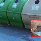 La mascota apenas se movía cuando fue rescatada.