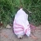 En este saquillo quedó el animalito y posteriormente fue liberado.