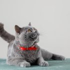 Los casos de envenenamientos de gatos son muy recurrentes.