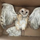 El ave estaba con vida cuando lo hallaron en el noroeste de la urbe.