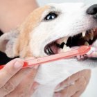 El cepillado de dientes una vez a la semana es ideal.