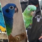 Las aves rescatadas en viviendas de Santo Domingo de los Tsáchilas.