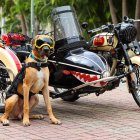 Desde que era un cachorro su dueño lo acostumbró a ir en la moto.