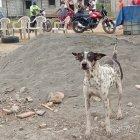 El can que ha motivado la tragedia