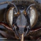 El animal es macho y hembra.