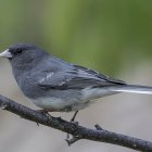 Los juncos de ojos oscuros norteamericanos, un tipo de ave canora pequeña, tenían una relación entre el aumento del tamaño del pico y las temperaturas extremas a corto plazo en entornos fríos.