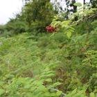 Manto de mora silvestre en una hacienda de la Isla San Cristóbal, el 20 de agosto de 2021, en el archipiélago de Galapágos (Ecuador).