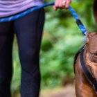 Hay que tener cuidado con la correa de las mascotas. Estas son impredecibles y pueden causar graves accidentes como el ocurrido a una mujer