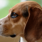 Referencial. El delito contra los animales domésticos está contemplado en el Código Penal en su artículo 421.