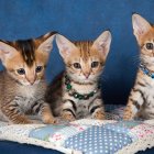 El mismo proceso genético ocurre en sus hermanos mayores, como los tigres, guepardos y jaguares.