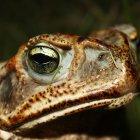 La nueva especie de sapo que se encontró en Ecuador.