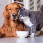 Perros y gatos pueden dormir con humanos siempre y cuando hayan sido acostumbrados desde cachorros.