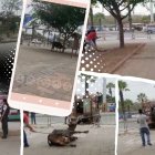 Las imágenes mostraron como recapturaron al animal.