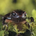 El minúsculo especimen de rana descubierto en las laderas de los andes ecuartorianos.