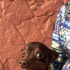 Maquiao es una abreviación del nombre del boxeador filipino Manny Pacquiao. El can tiene 5 años y 7 meses y es de color café.