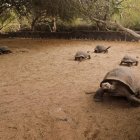 Las tortugas, que tienen entre 5 y 7 años de edad, pasaron por un proceso de cuarentena y se les practicaron exámenes de sangre.