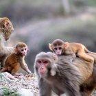 Los monos se llevaron a un niño en la madrugada.