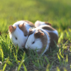 Al menos unos 2000 hamsters serán sacrificados debido a un brote de Covid en una tienda de mascotas.