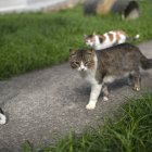 El maltrato animal es fuertemente castigado en países como EE. UU.