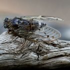 Descubierta una nueva especie de insecto "increíblemente raro"