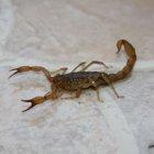 las toxinas de este insecgto pueden ser mortales si no se atiende a tiempo al paciente.