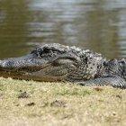 Los caimanes son un peligro para la población y sus mascotas en Florida, especialmente en esta temporada.