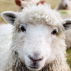 El caso tiene consternados a los habitantes de Cotopaxi. Ambiente ha ordenado una intervención de emergencia.