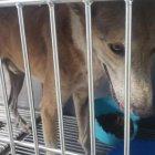 Perrito maltratado en el Guasmo fue rescatado.