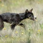 Perros ferales atacaron al ganado de Cotopaxi.