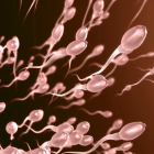 Científicos de Florida crean chip para separar los espermatozoides "buenos"