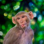 Los monos rhesus pueden percibir sus propios latidos