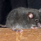 Chilomys carapazi y Chilomys neisi son las dos nuevas especies de ratones descritas en una investigación.