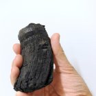 Hallan en los Alpes suizos el mayor diente de dinosaurio marino del mundo