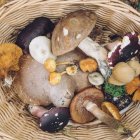 Los hongos son parte de la cadena alimenticia desde hace mucho tiempo pero ahora se piensa