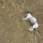 Así se encontró a los perros envenenados