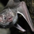 El murciélago que imita el ruido del avispón para sobrevivir