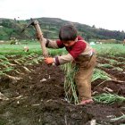 La covid-agravó la situación dle trabajo infantil, especialmente en sectores como la agricultura.