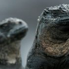 La IA constata que hay más especies de reptiles en peligro de extinción