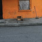 En el sitio donde se produjo el ataque dejaron un cartón con una velas encendidas.