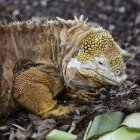 Se trataba de cinco iguanas doradas y tortugas de diferentes tamaños.