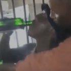 El video se viralizó en redes sociales. La policía abrió una investigación.