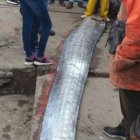 Un pez remo de 5.8o metros fue capturado el lunes 11 de julio en Arica, Chile. Desde entonces surgieron miles de comentarios sobre su 'maléfica advertencia'.