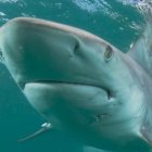 Una mujer es atacada por un tiburón en las costas de Florida