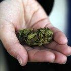 El proceso, que fue "pionero" a escala global y tuvo en los clubes cannábicos y el autocultivo sus otros pilares, no estuvo exento de "tropezones".