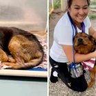 Estados Unidos: Adoptaron a un perrito antes de ser sacrificado