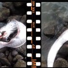 El video se ha viralizado en la red social Twitter