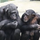 Los chimpancés, como los humanos, usan la comunicación para cooperar mejor